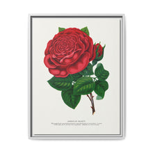Red rose, American Beauty lithograph. Digitally enhanced from our own original 1900 edition plates of Botanical Specimen published by Rochester Lithographing - NOMADEN ART GALLERY