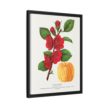 Japan Quince tree lithograph. Digitally enhanced from our own original 1900 edition plates of Botanical Specimen published by Rochester Lithographing