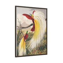 Birds of Paradise: Vintage Natural History Art by Benjamin Fawcett (1808 - 1893)
