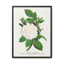 Rose, Perpetual White Moss lithograph. Digitally enhanced from our own original 1900 edition plates of Botanical Specimen published by Rochester Lithographing - NOMADEN ART GALLERY