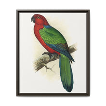 Red Shining Parrakeet (Prosopeia tabuensis) colored wood-engraved plate by Alexander Francis Lydon - NOMADEN ART GALLERY