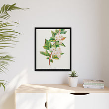Spirea Aurea flowers lithograph. Digitally enhanced from our own original 1900 edition plates of Botanical Specimen published by Rochester Lithographing