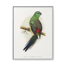 Blood or Red-Rumped Parrakeet (Psephotus haematonotus) colored wood-engraved plate by Alexander Francis Lydon - NOMADEN ART GALLERY