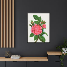 Pink rose, Salet Moss lithograph. Digitally enhanced from our own original 1900 edition plates of Botanical Specimen published by Rochester Lithographing