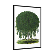 Kilmarnock Weeping Willow tree lithograph. Digitally enhanced from our own original 1900 edition plates of Botanical Specimen published by Rochester Lithographing