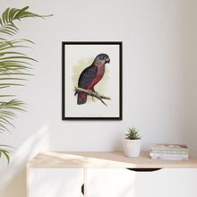Dusky or Violet Parrot (Pionus fuscus) colored wood-engraved plate by Alexander Francis Lydon.