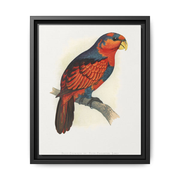 Blue-Crowned or Blue-Breasted Lory (Eos histrio) colored wood-engraved plate by Alexander Francis Lydon - NOMADEN ART GALLERY