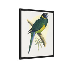 Bauer's Parrakeet (Barnardius zonarius) colored wood-engraved plate by Alexander Francis Lydon.