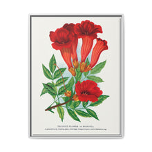 Trumpet flower lithograph. Digitally enhanced from our own original 1900 edition plates of Botanical Specimen published by Rochester Lithographing - NOMADEN ART GALLERY