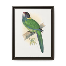 Yellow-Naped Parrakeet (Platycercus Baueri) colored wood-engraved plate by Alexander Francis Lydon. - NOMADEN ART GALLERY