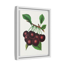 Black Tartarian cherry lithograph. Digitally enhanced from our own original 1900 edition plates of Botanical Specimen published by Rochester Lithographing