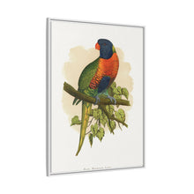 Blue Mountain Lory (Trichoglossus moluccanus) colored wood-engraved plate by Alexander Francis Lydon.