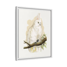 Goffin's Cockatoo (Cacatua goffiniana) colored wood-engraved plate by Alexander Francis Lydon.