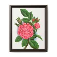 Pink rose, Salet Moss lithograph. Digitally enhanced from our own original 1900 edition plates of Botanical Specimen published by Rochester Lithographing - NOMADEN ART GALLERY