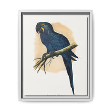 Hyacinthine Macaw (Anodorhynchus hyacinthinus) colored wood-engraved plate by Alexander Francis Lydon. - NOMADEN ART GALLERY
