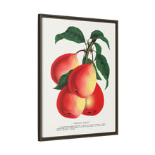 Vermont Beauty pear lithograph. Digitally enhanced from our own original 1900 edition plates of Botanical Specimen published by Rochester Lithographing