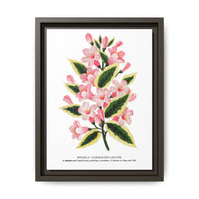 Pink flowers, Weigela lithograph (1900) - NOMADEN ART GALLERY