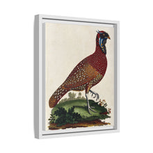 A horned Indian pheasant standing on the grass by J. Pass after J. E. Ihle.