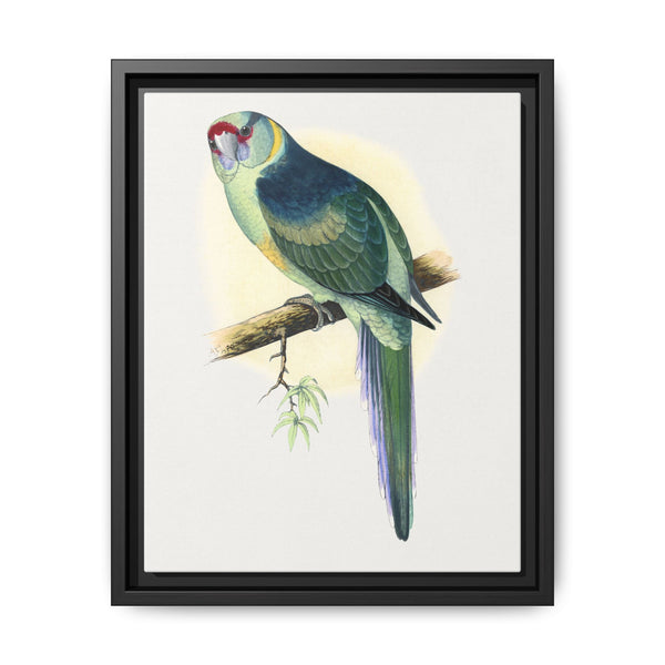 Barnard's Parrakeet (Barnardius barnardi) colored wood-engraved plate by Alexander Francis Lydon - NOMADEN ART GALLERY