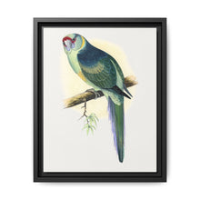 Barnard's Parrakeet (Barnardius barnardi) colored wood-engraved plate by Alexander Francis Lydon - NOMADEN ART GALLERY