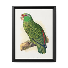 Many-Coloured Parrakeet (Psephotellus varius) colored wood-engraved plate by Alexander Francis Lydon - NOMADEN ART GALLERY