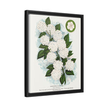 Japanese snowball flower lithograph. Digitally enhanced from our own original 1900 edition plates of Botanical Specimen published by Rochester Lithographing