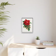 Red rose, Alfred Colomb lithograph. Digitally enhanced from our own original 1900 edition plates of Botanical Specimen published by Rochester Lithographing