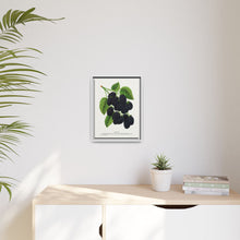 Snyder Blackberry lithograph from Botanical Specimen published by Rochester Lithographing
