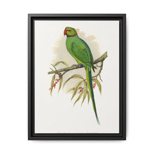 Ring-Necked or Bengal Parakeet (Psittacula columboides) colored wood-engraved plate by Alexander Francis Lydon - NOMADEN ART GALLERY
