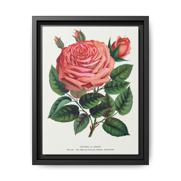 Pink rose, Glorie de Dijon lithograph. Digitally enhanced from our own original 1900 edition plates of Botanical Specimen published by Rochester Lithographing - NOMADEN ART GALLERY