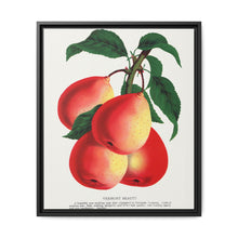 Vermont Beauty pear lithograph. Digitally enhanced from our own original 1900 edition plates of Botanical Specimen published by Rochester Lithographing - NOMADEN ART GALLERY