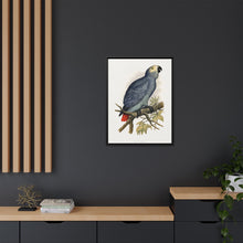 Grey Parrot (Psittacus erithacus) colored wood-engraved plate by Alexander Francis Lydon.
