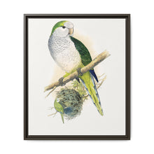 Quaker or Grey-breasted Parrakeet (Myiopsitta monachus) colored wood-engraved plate by Alexander Francis Lydon - NOMADEN ART GALLERY