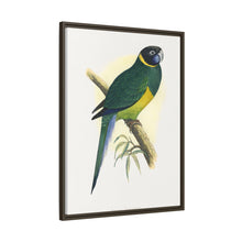 Bauer's Parrakeet (Barnardius zonarius) colored wood-engraved plate by Alexander Francis Lydon.