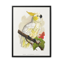 Lesser Lemon-Crested Cockatoo (Cacatua sulphurea) colored wood-engraved plate by Alexander Francis Lydon - NOMADEN ART GALLERY
