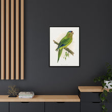 Petz's Conure (Aratinga canicularis) colored wood-engraved plate by Alexander Francis Lydon