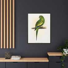 Canary-Winged Conure ( Brotogeris versicolurus) colored wood-engraved plate by Alexander Francis Lydon