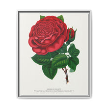 Red rose, American Beauty lithograph. Digitally enhanced from our own original 1900 edition plates of Botanical Specimen published by Rochester Lithographing - NOMADEN ART GALLERY