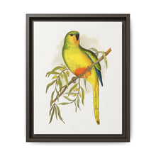 Orange-Bellied Parrakeet (Neophema chrysogaster) colored wood-engraved plate by Alexander Francis Lydon. - NOMADEN ART GALLERY