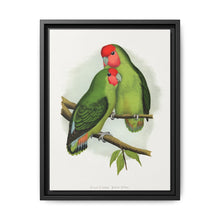 Rosy-Faced Love-Bird (Agapornis roseicollis) colored wood-engraved plate by Alexander Francis Lydon. - NOMADEN ART GALLERY