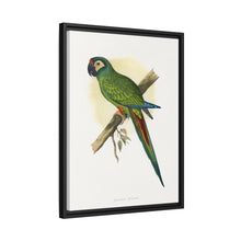 llliger's Macaw (Primolius maracana) colored wood-engraved plate by Alexander Francis Lydon
