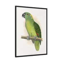 Lydon's Yellow-Naped Amazon | Vintage Parrot Wall Art Print