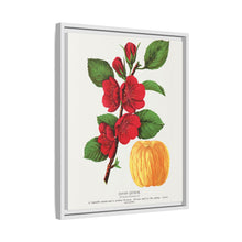 Japan Quince tree lithograph. Digitally enhanced from our own original 1900 edition plates of Botanical Specimen published by Rochester Lithographing