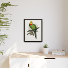 Barraband's Parakeet (Polytelis swainsonii) colored wood-engraved plate by Alexander Francis Lydon