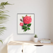 Pink rose, Anna De Diesbach lithograph. Digitally enhanced from our own original 1900 edition plates of Botanical Specimen published by Rochester Lithographing