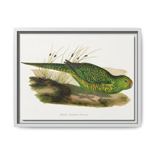 Green Ground Parrot (Pezoporus wallicus) colored wood-engraved plate by Alexander Francis Lydon - NOMADEN ART GALLERY