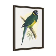 Bauer's Parrakeet (Barnardius zonarius) colored wood-engraved plate by Alexander Francis Lydon.