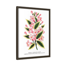 Pink flowers, Weigela lithograph (1900)