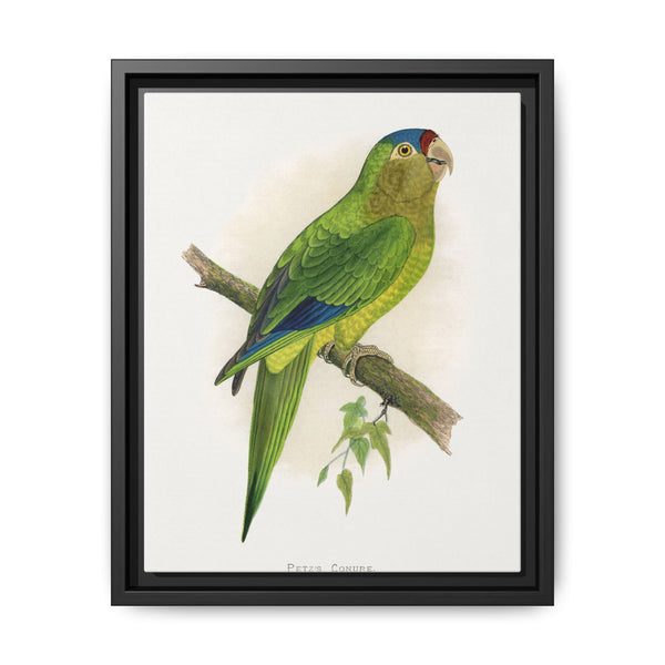 Petz's Conure (Aratinga canicularis) colored wood-engraved plate by Alexander Francis Lydon