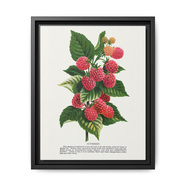 Cuthbert raspberry lithograph. Digitally enhanced from our own original 1900 edition plates of Botanical Specimen published by Rochester Lithographing - NOMADEN ART GALLERY
